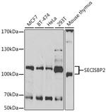 SBP2 Antibody in Western Blot (WB)