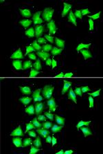 MSRB1 Antibody in Immunocytochemistry (ICC/IF)