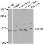 MSRB1 Antibody in Western Blot (WB)