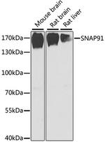 SNAP91 Antibody in Western Blot (WB)