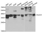 TALDO1 Antibody in Western Blot (WB)