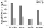 SUV39H2 Antibody in ChIP Assay (ChIP)