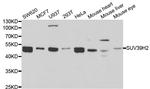 SUV39H2 Antibody in Western Blot (WB)