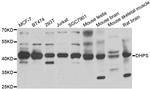 DHPS Antibody in Western Blot (WB)