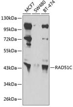 RAD51C Antibody in Western Blot (WB)