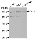 ROM1 Antibody in Western Blot (WB)