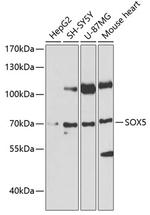 SOX5 Antibody in Western Blot (WB)