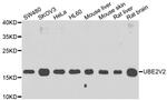 UBE2V2 Antibody in Western Blot (WB)