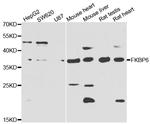 FKBP6 Antibody in Western Blot (WB)