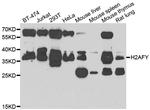 Histone Macro-H2A.1 Antibody in Western Blot (WB)