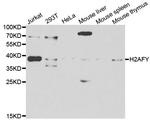 Histone Macro-H2A.1 Antibody in Western Blot (WB)