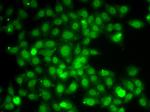 TRAF4 Antibody in Immunocytochemistry (ICC/IF)