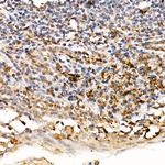 TRAF4 Antibody in Immunohistochemistry (Paraffin) (IHC (P))