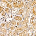 TRAF4 Antibody in Immunohistochemistry (Paraffin) (IHC (P))