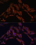 ENOX2 Antibody in Immunocytochemistry (ICC/IF)