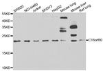 GTL3 Antibody in Western Blot (WB)