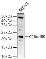 GTL3 Antibody in Western Blot (WB)