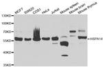 HSPA14 Antibody in Western Blot (WB)