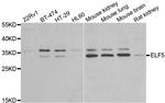 ELF5 Antibody in Western Blot (WB)