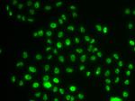 PHIP Antibody in Immunocytochemistry (ICC/IF)