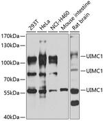 RAP80 Antibody in Western Blot (WB)