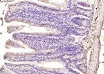 ATOH7 Antibody in Immunohistochemistry (Paraffin) (IHC (P))