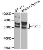 IKZF3 Antibody in Western Blot (WB)