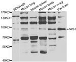 IWS1 Antibody in Western Blot (WB)