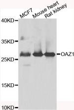 OAZ1 Antibody in Western Blot (WB)