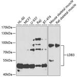 LDB3 Antibody in Western Blot (WB)