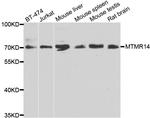 MTMR14 Antibody in Western Blot (WB)