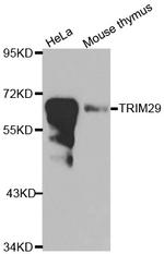 TRIM29 Antibody in Western Blot (WB)