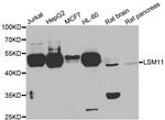 LSM11 Antibody in Western Blot (WB)