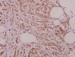 GSPT1 Antibody in Immunohistochemistry (Paraffin) (IHC (P))