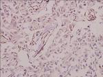 MINPP1 Antibody in Immunohistochemistry (Paraffin) (IHC (P))