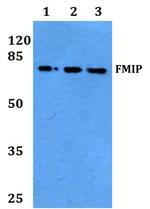 THOC5 Antibody in Western Blot (WB)