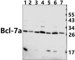 BCL7A Antibody in Western Blot (WB)