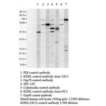 KDEL Antibody in Western Blot (WB)