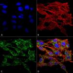 VMP1 Antibody in Immunocytochemistry (ICC/IF)