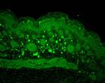 HSP105 Antibody in Immunohistochemistry (IHC)