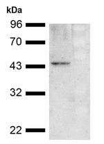 CDC37 Antibody in Western Blot (WB)