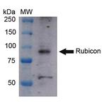 Rubicon Antibody in Western Blot (WB)