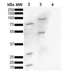 Phospho-alpha Synuclein (Ser129) Antibody in Western Blot (WB)