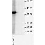 ERK1 Antibody in Western Blot (WB)