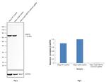 HSP70 Antibody