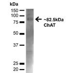 ChAT Antibody in Western Blot (WB)