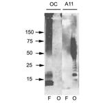 Amyloid Fibrils Antibody in Western Blot (WB)