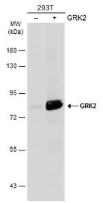 GRK2 Antibody in Western Blot (WB)