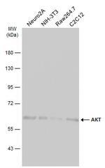 AKT Pan Antibody in Western Blot (WB)