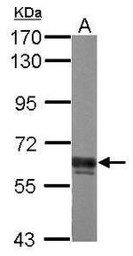 AKT Pan Antibody in Western Blot (WB)